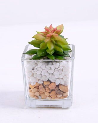 Artificial succulent 5*5*7.5cm succulent plants in glass pot GS-51720039 Succulent YeahFlower is one of Chinese leading OEM manufacturers and exporters , supplying the silk flowers, wholesale artificial trees Artificial succulent 5*5*7.5cm succulent plants in glass pot GS-51720039