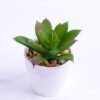 Artificial succulent 6*6*7cm succulent plants in paper pot GS-51720011 1 Artificial succulent 6*6*7cm succulent plants in paper pot GS-51720011