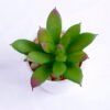 Artificial succulent 6*6*7cm succulent plants in paper pot GS-51720011 2 Artificial succulent 6*6*7cm succulent plants in paper pot GS-51720011