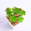 Artificial succulent 6.5*6 Artificial succulent 6.5*6.4*11cm succulent plants in plastic pot GS-51720002