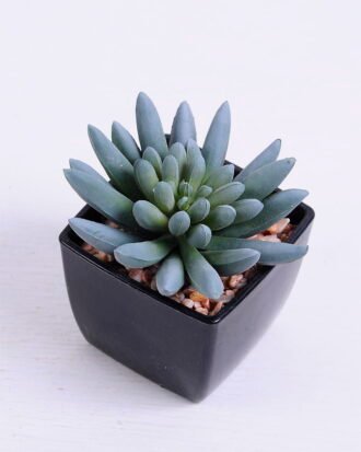 Artificial succulent 7.5*7.2*7.6cm succulent plants in plastic pot GS-51720022 Succulent YeahFlower is one of Chinese leading OEM manufacturers and exporters , supplying the silk flowers, wholesale artificial trees Artificial succulent 7.5*7.2*7.6cm succulent plants in plastic pot GS-51720022