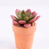 Artificial succulent 6.2*6*7 Artificial succulent 6.2*6*7.7cm succulent plants in terrecotta pot GS-51720054