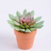 Artificial succulent 8.5*7.7*7.5cm succulent plants in terrecotta pot GS-51720059