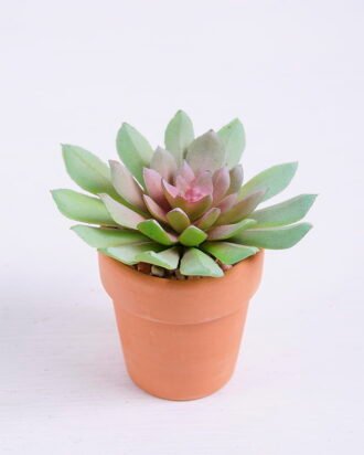 Artificial succulent 8.5*7.7*7.5cm succulent plants in terrecotta pot GS-51720059 Succulent YeahFlower is one of Chinese leading OEM manufacturers and exporters , supplying the silk flowers, wholesale artificial trees Artificial succulent 8.5*7.7*7.5cm succulent plants in terrecotta pot GS-51720059