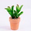 Artificial succulent 8.2*6*11.9cm succulent plants in terrecotta pot GS-51720075