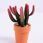 Artificial succulent 7.5*6*11.1cm succulent plants in terrecotta pot GS-51720079