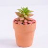 Artificial succulent 5*5*8 Artificial succulent 5*5*8.3cm succulent plants in terrecotta pot GS-51720083