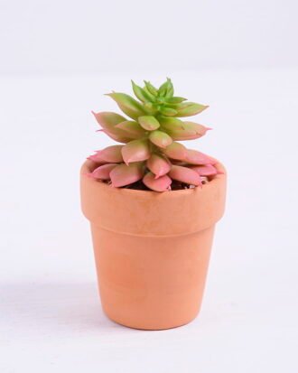 Artificial succulent 5*5*8.3cm succulent plants in terrecotta pot GS-51720083 Succulent YeahFlower is one of Chinese leading OEM manufacturers and exporters , supplying the silk flowers, wholesale artificial trees Artificial succulent 5*5*8.3cm succulent plants in terrecotta pot GS-51720083