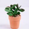 Artificial succulent 7.8*6.5*9.7cm succulent plants in terrecotta pot GS-51720087