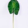 Artificial Flower 19.5*57CM Single Leaf(S) GS-50520010