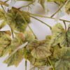 Artificial Plant 30*3CM Grape Leaves spray*3 GS-09820008-G1