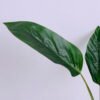 Artificial Plant 38*37*46CM Leaves*3 in glass pot GS-24520003