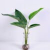 Artificial Plant 38*17*39CM Leaves*5 in glass pot GS-24520004