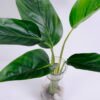 Artificial Plant 38*17*39CM Leaves*5 in glass pot GS-24520004