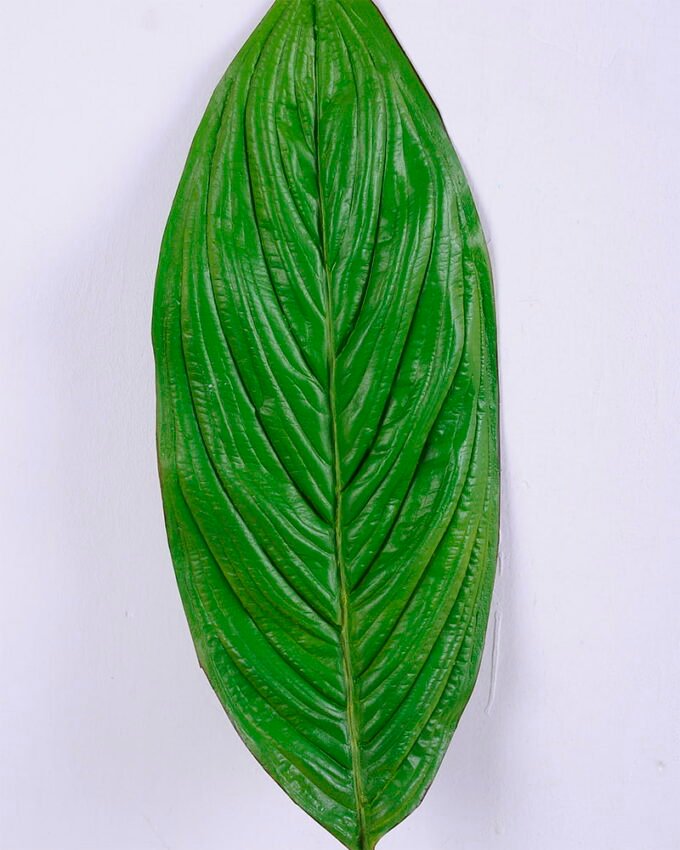 Artificial Plant 13*79CM Single Leaf(S) GS-50520018