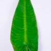 Artificial Plant 25*6*113CM araceae anthurium GS-50518022-G2
