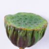 Artificial Plant 8*70CM seedpod?of?the?lotus GS-50519010-G2