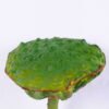 Artificial Plant 11*80CM seedpod?of?the?lotus(L) GS-50518020-G3