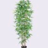 Artificial Tree 67*55*170CM Bamboo tree in the plastic pot/lvs1104 GS-30420010 1 Artificial Tree 67*55*170CM Bamboo tree in the plastic pot/lvs1104 GS-30420010
