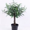 Artificial Tree 50*50*59CM Olive tree in  plastic pot GS-30420008