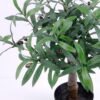 Artificial Tree 50*50*59CM Olive tree in  plastic pot GS-30420008