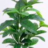 Artificial Tree 45*45*67cm Pachira in Plastic GF-46920002