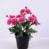 Artificial Flower 20*20*27cm Chrysanthemum in Plastic pot GS-03320076-R1 1 Artificial Flower 20*20*27cm Chrysanthemum in Plastic pot GS-03320076-R1