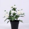 Artificial Flower 20*20*27cm Chrysanthemum in Plastic pot GS-03320076-W1 1 Artificial Flower 20*20*27cm Chrysanthemum in Plastic pot GS-03320076-W1