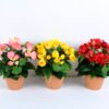 Artificial Flower 28*28*34CM Chrysanthemum in plastic pot GS-03319415-R1 2 Artificial Flower 28*28*34CM Chrysanthemum in plastic pot GS-03319415-R1