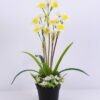 Artificial Flower 36*36*51cm Daffodil in plastic pot GS-03320075 1 Artificial Flower 36*36*51cm Daffodil in plastic pot GS-03320075
