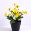 Artificial Flower 17*17*22cm Daisy in plastic pot GS-03320054-Y1