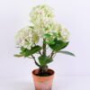 Artificial Flower 46*44*67CM Hydrange*5 in Terra-cotta effect plastic pot GS-15420024-G1 1 Artificial Flower 46*44*67CM Hydrange*5 in Terra-cotta effect plastic pot GS-15420024-G1