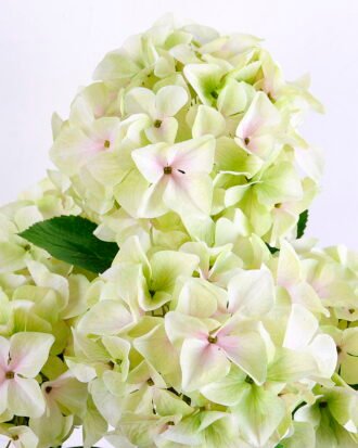 Artificial Flower 46*44*67CM Hydrange*5 in Terra-cotta effect plastic pot GS-15420024-G1 Potted Flowers&Plants YeahFlower is one of Chinese leading OEM manufacturers and exporters , supplying the silk flowers, wholesale artificial trees Artificial Flower 46*44*67CM Hydrange*5 in Terra-cotta effect plastic pot GS-15420024-G1