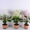 Artificial Flower 46*44*67CM Hydrange*5 in Terra-cotta effect plastic pot GS-15420024-G1 3 Artificial Flower 46*44*67CM Hydrange*5 in Terra-cotta effect plastic pot GS-15420024-G1