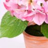 Artificial Flower 30*26*29CM Hydrange in Terra-cotta effect plastic pot GS-15420023-P2