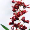 Artificial Flower 16*69CM Orchid spray GS-37220001-R1