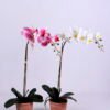 Artificial Flower 26*18*63CM Phalaenopsis in Terra-cotta effect plastic pot GS-15420017 1 Artificial Flower 26*18*63CM Phalaenopsis in Terra-cotta effect plastic pot GS-15420017