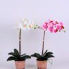 Artificial Flower 33*28*52CM Phalaenopsis in Terra-cotta effect plastic pot GS-15420018 1 Artificial Flower 33*28*52CM Phalaenopsis in Terra-cotta effect plastic pot GS-15420018