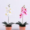 Artificial Flower 21*15*46CM Phalaenopsis in Terra-cotta effect plastic pot GS-15420019 1 Artificial Flower 21*15*46CM Phalaenopsis in Terra-cotta effect plastic pot GS-15420019