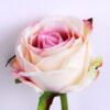 Artificial Flower 14*44cm Singel rose GS-53920002-W2