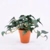 Artificial Plant 17*12*13CM Anthurium Leaves In Plastic Pot GS-47120018-G1 1 Artificial Plant 17*12*13CM Anthurium Leaves In Plastic Pot GS-47120018-G1