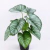 Artificial Plant 30*30*34cm Calathea Orbifolia in Plastic pot GS-03320082 1 Artificial Plant 30*30*34cm Calathea Orbifolia in Plastic pot GS-03320082