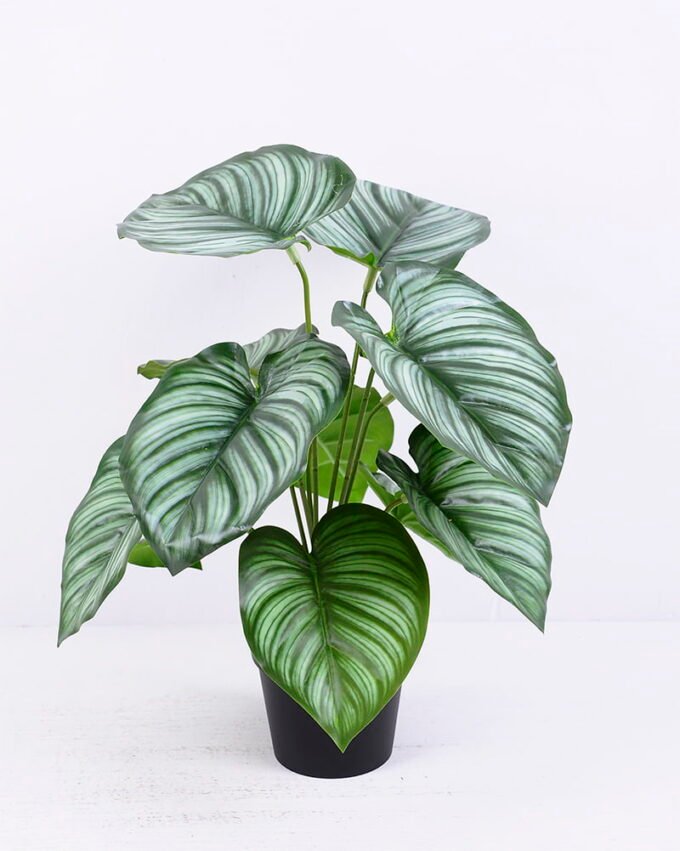 Artificial Plant 30*30*34cm Calathea Orbifolia in Plastic pot GS-03320082 1 Artificial Plant 30*30*34cm Calathea Orbifolia in Plastic pot GS-03320082