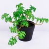 Artificial Plant 17*12*13CM Coriander Leaves In Plastic Pot GS-47120015-G2