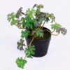 Artificial Plant 17*12*13CM Coriander Leaves In Plastic Pot GS-47120015-Z1