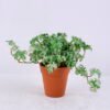 Artificial Plant 18*19*14CM Coriander Leaves In Plastic Pot GS-47120020-G2