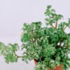 Artificial Plant 18*19*14CM Coriander Leaves In Plastic Pot GS-47120020-G2