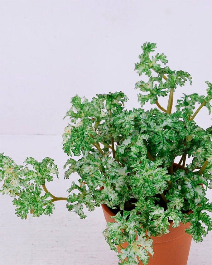 Artificial Plant 18*19*14CM Coriander Leaves In Plastic Pot GS-47120020-G2