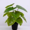 Artificial Plant 30*30*34cm Epipremnum aureum leaf in Plastic pot GS-03320088