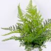 Artificial Plant 27*33*35CM Fern in cement pot /outdoor GS-48120001